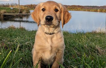 Book Sport Puppy | Level 1  