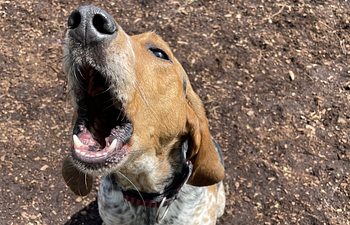 Book Growler's Gathering- Level 1