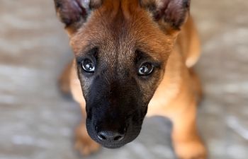 Book Puppy Genius Class