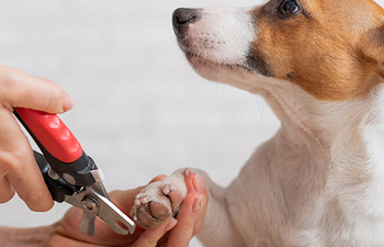 Book Toe Nail Trim