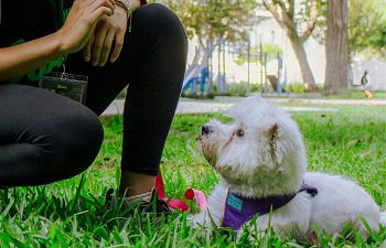 Book CT203 Small Dog 1