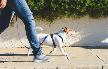 Book Focus: Leash Manners  (2 week)