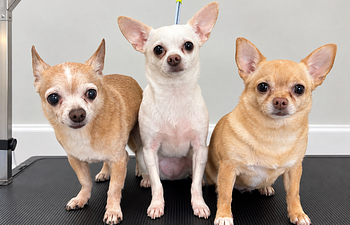 Book Basic Bath Extra Small Dogs 0—15 lbs