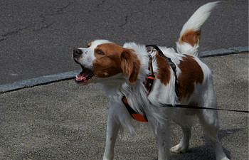 Book "Reactive" Dog Class / Walks (semi-private)