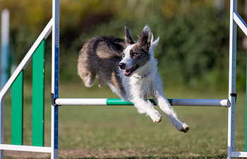 Book Intro to Dog Sports