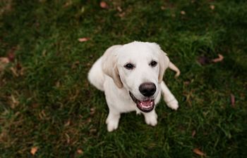 Book Star Puppy- January