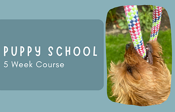 Book Puppy School