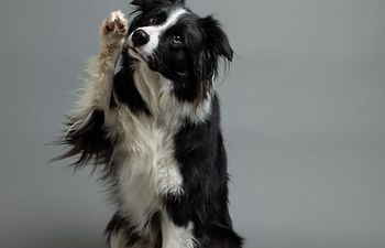 Book Training Consultation