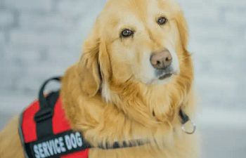 Book Pathway To Assistance Dog Program (Initial Assessment)