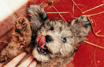 Book Puppy Training - Single Session