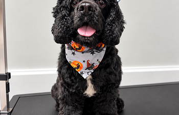 Book Full Groom + De-Shed Small Dogs 16—25 lbs