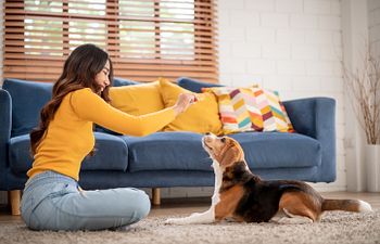 Book Energy-Conserving Enrichment & Training Games 