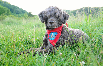 Book Therapy Dog Prep Class