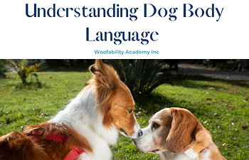 Book Understanding  Dog Body Language 