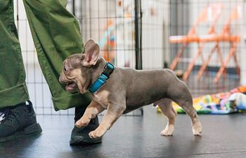 Book Puppy Primer Class - SMALL/MED BREEDS PREFERRED