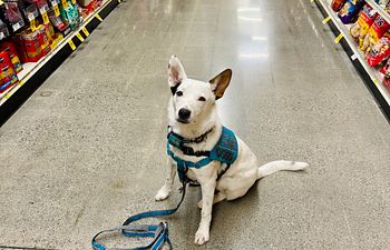 Book Three Week ‘Paws for Purpose’ Service Dog Foundations!
