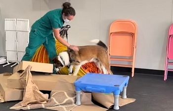 Book Scent Work Fundamentals 1 Class
