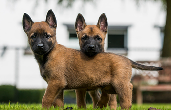 Book Puppy: Sports 2 (5 week)