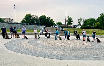 Book Allay Calm Canine Pack Walks 