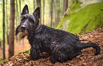 Book GROOMING: Hand Stripping (Wire Coats) - 2 - *MEDIUM DOG* (15_to_34lbs) - $115+ (SHAVE NOT INCLUDED)