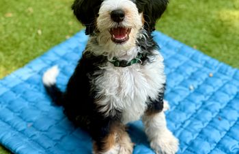 Book Start Smart Puppy Consult