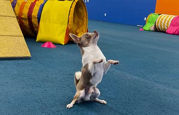 Book TRY IT! Sampler Class