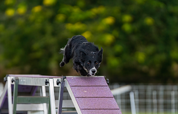 Book Competition Agility