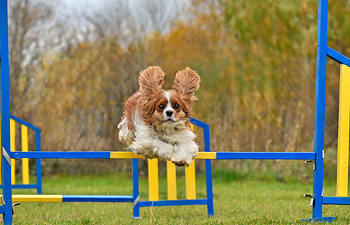 Book Agility Groundwork
