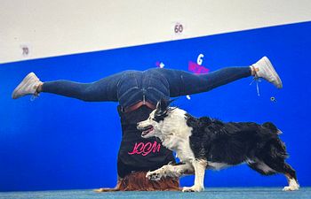 Book Yoga For Agility Handlers