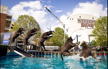 Book Intro to Air Retrieve Private Lesson 