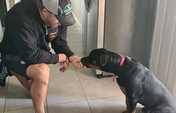Book In Home Training/Obedience Session