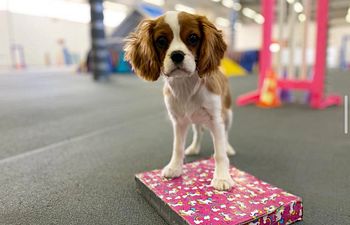 Book Advanced Puppy Agility 