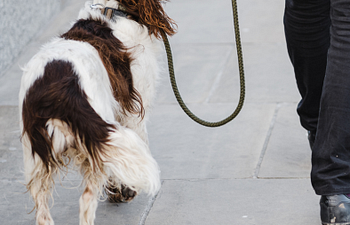 Book 6 Week Class - Leash Walking Made Fun