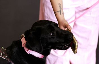 Book Level 3 - Service Dog Task Training (Non- Medical Alert)