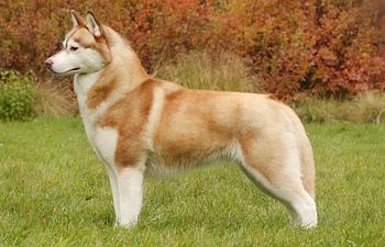 Book DE-SHED MEDIUM COAT: De-shed, Bath, Nails & Tidy (Double Coats) - 3 - *LARGE DOG* (35_to_49lbs) - $95+ (DESHED AND TRIM INCLUDE, FULL HAIRCUT NOT INCLUDED)