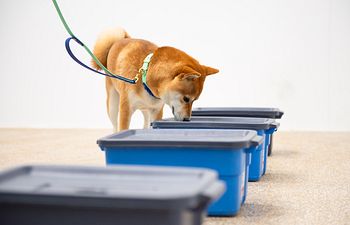 Book Scent Detection (Level 2)