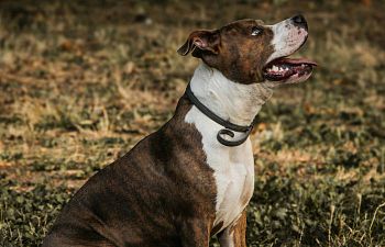 Book CT203 Companion Dog 1