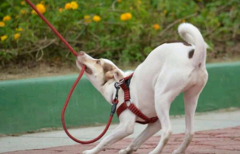 Book Jump Start Obedience Class 