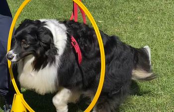 Book Workshop - Agility & Scent Work 