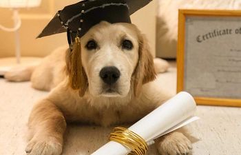 Book Puppy Preschool (Level 1: Foundations)