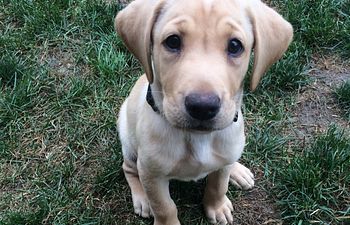 Book 6-Week Thrive Puppy Development Program