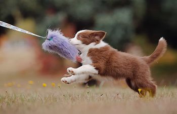 Book All Things Young Dogs! - Agility Workshop