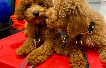 Book Star Puppy together 