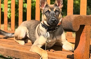 Book Group Practice Class | E-Collar and Advanced Leash Skills