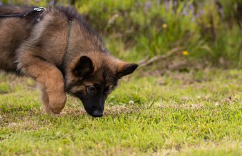 Book Intro to Scent Detection