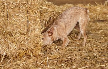 Book Ring Rental Barn Hunt - Ring Two - 30 minutes 