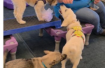 Book  Puppy Play & Train, 8wks.-20wks.