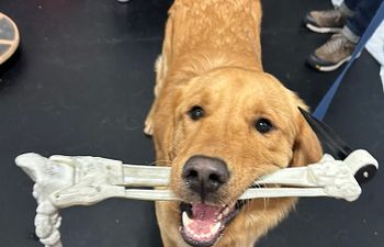 Book Tricks for Treats Workshop | Novice & Intermediate Trick Dog