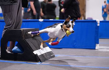 Book Flyball Green Dogs