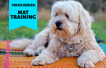 Book FOCUS SERIES: Mat Training